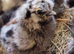 Silkies Hatched 19/05/2026 unsexed
