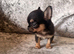 XXS chihuahua kc reg half Thai male