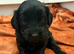 Miniature cockerpoo puppies
