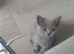 British shorthair kittens xx