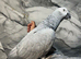 2 Year old Super Tame Talking African Grey Parrot