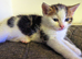 2 kittens looking for forever home