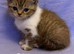 Ready to go British shorthair X Exotic Persian