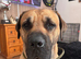 Bruno