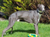 Blue Stud dog.(Half racebred)Small /Q for Crufts.