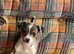 Jack Russell