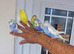 Super silly hand tamed budgies