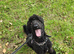 Labradoodle F1b
