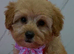 Asian toy malipoo female