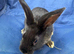 BABY BUNNY RABBITS - DOE and BUCKS