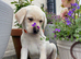 Cream/yellow Labrador  1 boy left