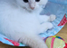 Fluffy, Friendly Ragdoll Kittens