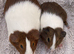 Guinea pigs - Pair of Sows ready to go