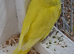 Budgie