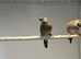 Breeding pair of cherry finches
