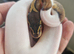 Male high white piebald