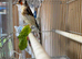 Good bird