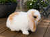 Minilop bunnies