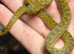 Cat Eyed Snakes at Birmingham Reptiles (Golden Phase)