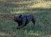 Beloved French Bulldog family dog in West London