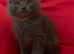 Maine Coon x Ragdoll male kitten