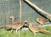 Red Golden pheasant cocks available