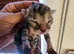 Beautiful 5 kittens
