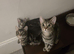 Male 10 week old kitten