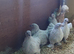 Lavender pekin bantams(females)