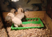 4 Golden Brahma chicks for sale 2 weeks old £20 for the 4