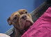 Female pocket bully for sale