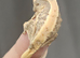 Hatchling crested geckos