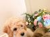 Gorgeous F1B Cockapoo puppies ready now