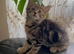 9 weeks old kittens ready in 3 weeks