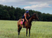 Beautiful mare