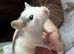 3 week old baby rats