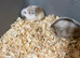 Russian dwarf hamsters