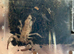 Asian forrest scorpion babys