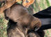 3 Female Cane Corso Cross