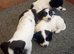 KC reg springer spaniel pups