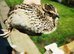 Mixed quail jumbo breeds