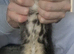 Maine Coon cross female kittens