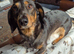 LOVING LITTLE BOY NEEDS A NEW HOME.