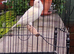 Various canaries for sale