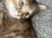 Kittens for sale
