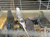 Baby Budgies 2 for &pound;50