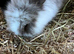 Beautiful baby rabbits