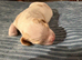 Bocker puppies for sale