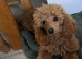 Toy poodle 9 months old Apricot girl