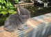 2 netherland dwarf girls